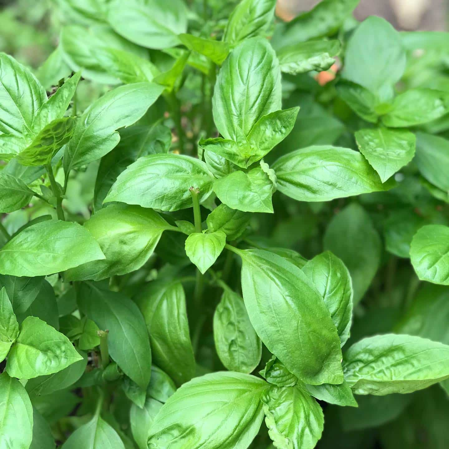 Fresh basil in garden.